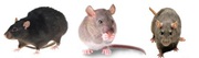 Rat Removal Services in Melbourne - Dawson’s Australia