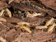 Termite Treatment Frankston - Twin Bays Pest Control