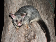 Is Pesky Possum in your Home? Hire Professionals to get rid of Possum!