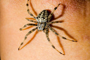 Hire Pest Control to Make Your Home Spider Free in Melbourne