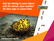 Protech Pest Control – Get Rid of Ants Today