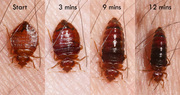 Bed Bug Control Services Melbourne - pestmatic.com.au