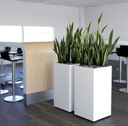 Melbourne Indoor Plants Hire