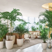 Experience The Indoor Plant in Melbourne And Improve your Air Quality 