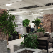 Transform Your Residental Area with beautiful indoor plant hire