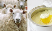 Looking For Premium Goats' Milk Based Formula in Australia?