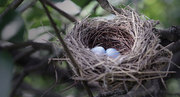 Fully Insured Bird Nest Control and Removal in Melbourne