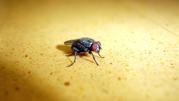 Cost Effective Flies and Pest Control in Melbourne