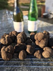 Looking for the Best Truffle Hunters In Australia? - Turalla Truffles