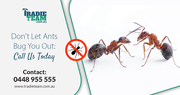 First and Foremost Option For Ants Pest Control in Melbourne