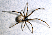 A Complete Spider Removal and Pest Control Service in Melbourne