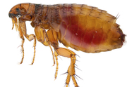 Professional Fleas Pest Control Service in Melbourne