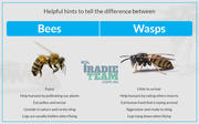 Reputed Provider of Wasp Nest Removal Service in Melbourne