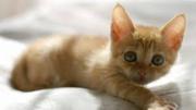 Book Luxurious Cat Hotel for your furry friend,  Contact Cats R Us