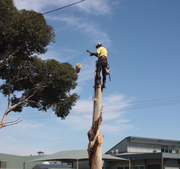 Get Cost-Effective Tree Stump Removal in Castlemaine 