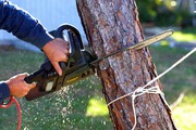 Tree Removal & Lopping Service Sunshine