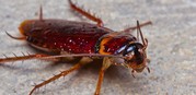 Cockroaches Treatment Melbourne