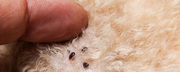 Can’t find the right flea pest control services in Melbourne?