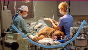  Looking for an Animal Hospital in Victoria,  Australia? Visit Cohuna V