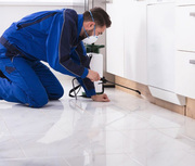 Reliable and expert technicians for pest control in Camberwell