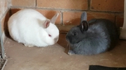 Adorable Cute Pet Rabbits for Sale