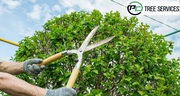 Expert Tree Trimming Services: Shaping Your Landscape To Perfection