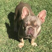 French Bulldog needs a new home,  call or text 0481706486