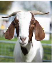 Premium Boer Goats & Gourmet Meat for sale