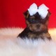 Yorkshire Terrier Puppy For Adoption