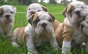 Top Quality Bulldog Puppy For Re-homing