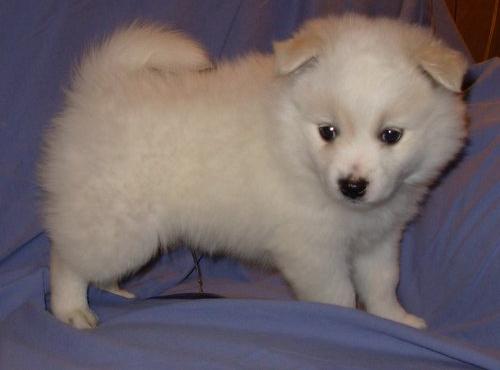 Pomeranian+mix+puppies+for