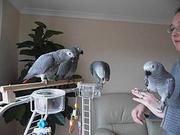 Great Talking Pair Congo African Grey Parrots Ready To Go.