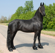  Two lovely friesian horse available to lovely home