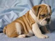 Healthy English Bulldog Puppies(lidia.r4550@yahoo.com)