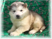Nice Looking Alaskan Malaute Puppies For Sale
