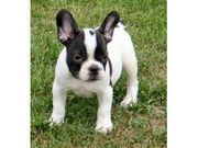 French Bulldog Puppies For Cute Homes.