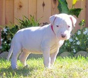 Pure White Dogo Argentino Puppies For Cute Homes