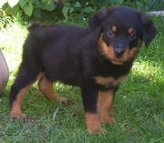 Lovely Male and Female Rottweiler Puppies For Adoption