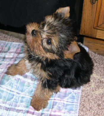 Cute Yorkie puppies - Melbourne - Dogs for sale, puppies for sale, 