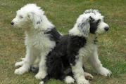 cute and lovely englishsheep dog puppies for sale