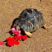 Radiated tortoises available.