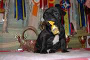 PUPPY of FRENCH BULLDOG -  IS for a sale
