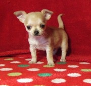 ADORABLE CHIHUAHUA PUPPY READY TO GO NOW