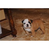 OMG!!! Healthy Bulldog Puppies for Re-homing