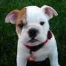 Adorable English BullDog Puppy For sale 